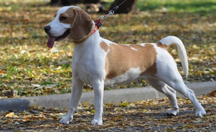 Le passant promenait son chien dans un parc voisin.