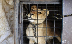 Le Liban est devenu une plaque tournante du trafic d'animaux, selon des associations de protection de la nature qui essaient non sans mal d'attirer l'attention de la population sur les mauvais traitements dont ils sont victimes.