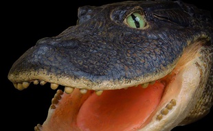 Le Gnatusuchus pebasensis, un crocodile qui vivait il y a 13 millions d'années.