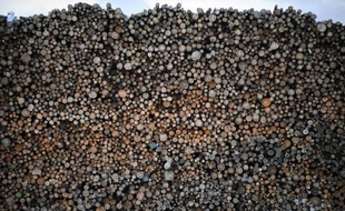 La survie de l'industrie papetière en Finlande, traditionnellement l'un des piliers de l'économie du pays, passe par une réduction des capacités de production et la réussite de stratégies de diversification, selon les spécialistes du secteur.
