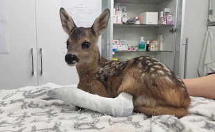 Un faon dont la patte a été plâtrée au centre de sauvegarde de la faune sauvage d'Audenge.