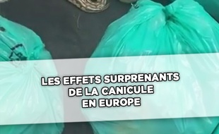 Les effets inattendus de la canicule en Europe (capture d'écran vidéo)