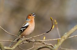 Oiseaux chanteurs des haies : 6 espèces à reconnaître