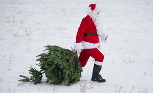 Père Noël a un sapin, mais pas de cadeaux.