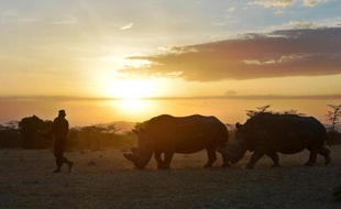 Une rhinocéros blanche du Nord du Kenya et une congénère du Sud suivent un garde de la réserve d'Ol Pejeta, 290 km au nord de Nairobi, le 27 janvier 2015