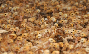 Illustration d'un élevage de poussins.