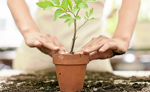 Le jardin aussi peut se faire high-tech via votre smartphone.