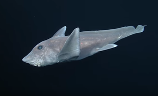 Un requin-fantôme, filmé pour la première fois, près des côtes hawaïennes, selon une vidéo postée sur YouTube en octobre 2016.