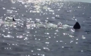Le requin observé le 26 mars mesure 7 m.