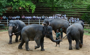 Des éléphants lors de leurs exercices quotidiens au zoo de Dehiwala, près de Colombo, le 18 juin 2016.