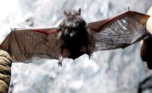 Une chauve-souris morte du syndrome du "nez blanc" dans l'Etat de New York, aux Etats-Unis.