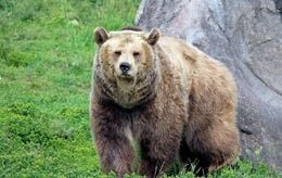 Aux Etats-Unis, un ours entre dans une maison et se sert dans la cuisine