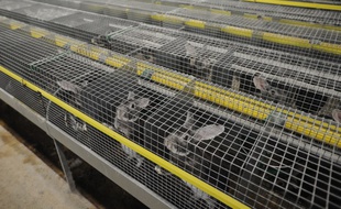 Des lapins orylag, élevés pour leurs fourrures, dans leurs cages dans un élevage industriel français en décembre 2017.
