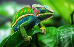 Un caméléon change-t-il de couleur selon son environnement ?
