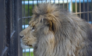 Un lion en cage (illustration).