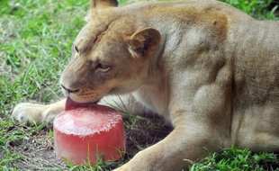 Une lionne lèche une glace au zoo de Taipei, à Taiwan, en juillet 2013.