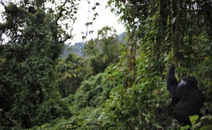Un gorille, dans le parc national des Virunga, plus ancien parc de la République démocratique du Congo (RDC), le 28 novembre 2008