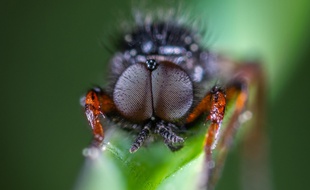 Illustration d'une mouche