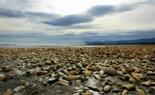 Des dizaines de milliers de machas, coquillage typique du Chili, morts près de l'île de Chiloé, dans la région de Los Lagos, le 1er mai 2016