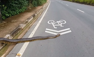 Un anaconda s'est mis en tête de traverser une route au Brésil, en juin 2018.