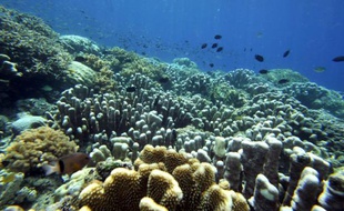 Les récifs coralliens, animaux marins composés de centaines voire de milliers de polypes, sont de la même famille que les méduses, les anémones de mers et les gorgones