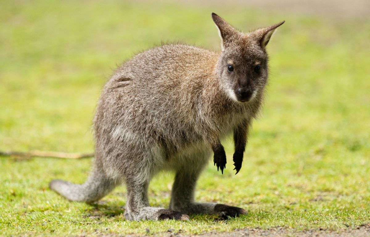 Nord : Deux wallabies en fuite se baladent entre la France et la Belgique