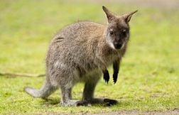 Deux wallabies en fuite se baladent entre la France et la Belgique