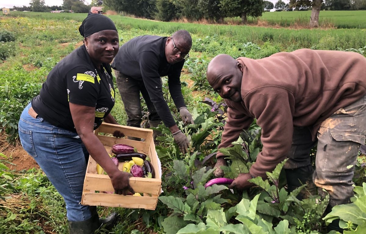 Sans-papiers mais pas sans coeur, ces agriculteurs migrants distribuent gratuitement leurs légumes