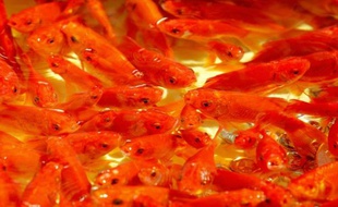 Les poissons rouges seraient victimes de maltraitance dans les fêtes foraines, selon les associations de défense des animaux qui veulent faire en sorte qu'ils n'y soient plus distribués en temps que lots