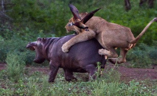 Une lionne se jette sur un hippopotame.