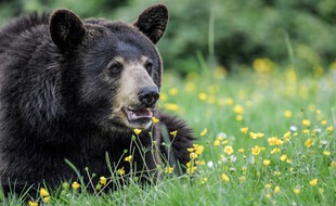 Un ours baribal du parc Planète Sauvage