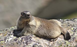 La marmotte fait partie des animaux susceptibles de transmettre la peste à l'homme.