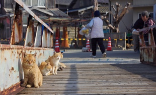 Des chats sur l'île japonaise d'Aoshima.