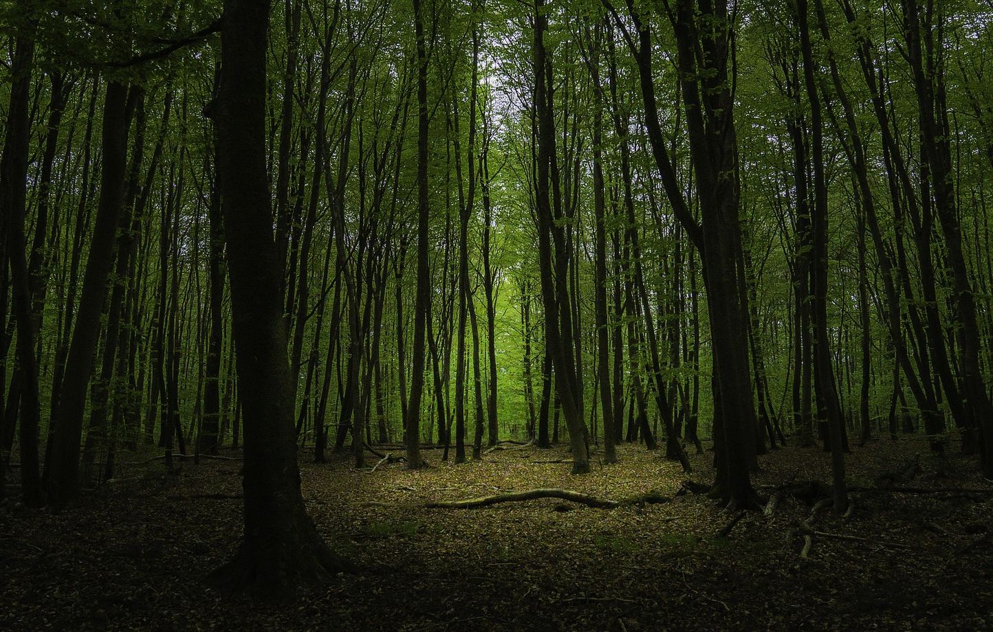 Le site se trouve dans une forêt Vélizy-Villacoublay et Meudon (illustration).