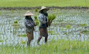 La dissémination accrue des ravageurs, principalement causée par le transport de marchandises, combinée à la hausse des températures qui favorise leurs acclimatations à des latitudes nouvelles, menace la sécurité alimentaire mondiale, estime une étude parue dimanche dans Nature climate change.