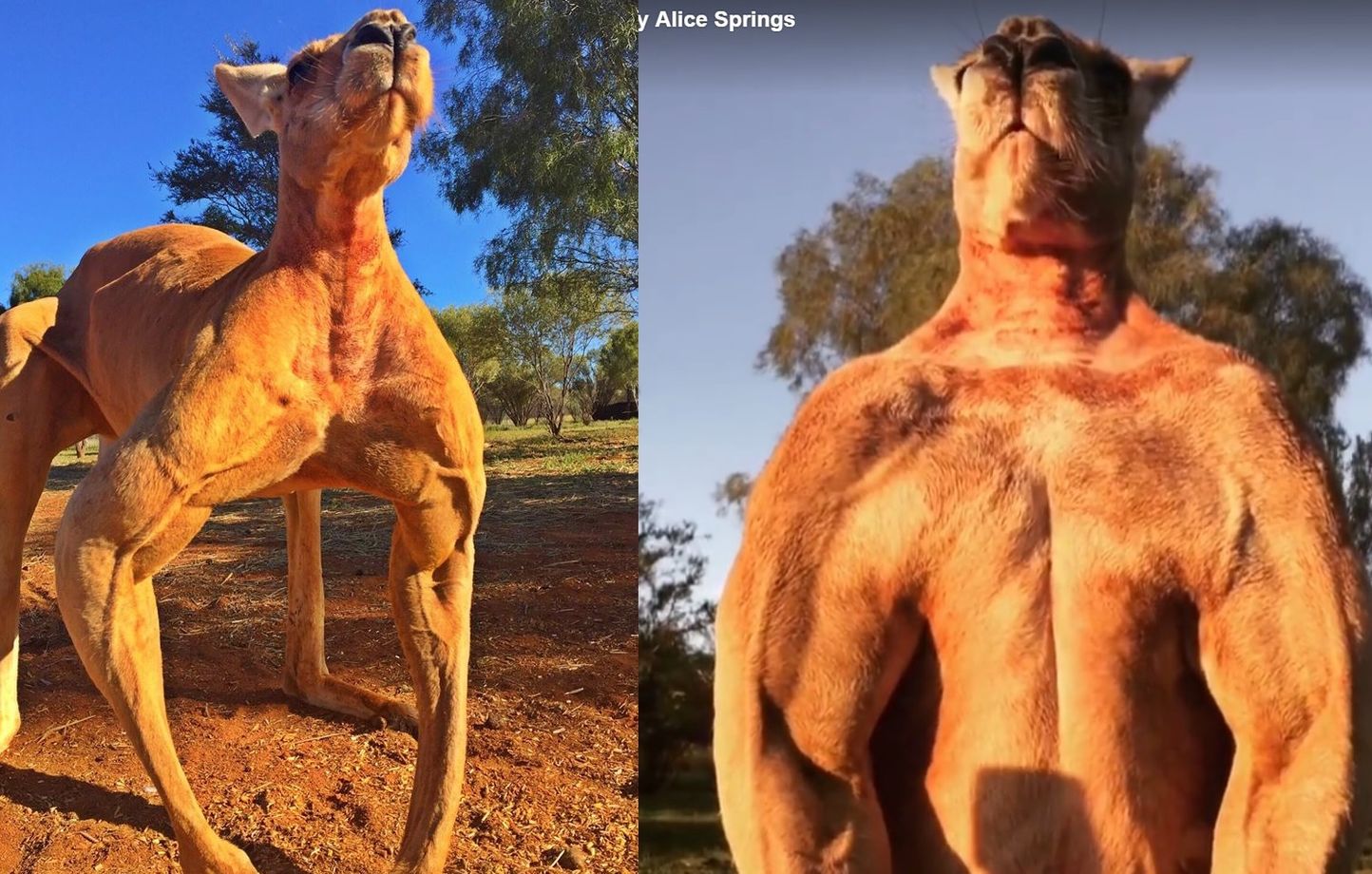 Australie: Roger le kangourou bodybuildé est de retour, plus musclé que  jamais