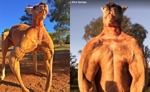 Photos de Roger le kangourou. Captures d'écran des comptes Instagram et Facebook de The Kangaroo Sanctuary en Australie.