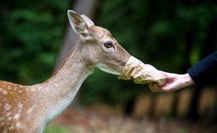 Un faon dans le parc Hundshaupten au sud de l'Allemagne le 10 septembre 2013