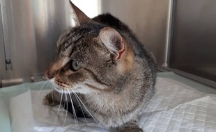 La chatte retrouvée neuf ans après.