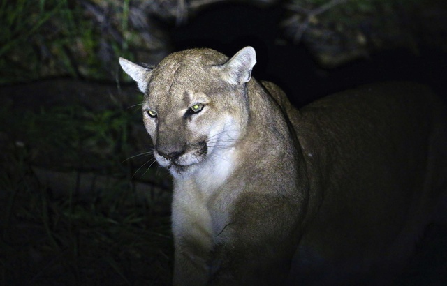 Un joggeur attaqué par un puma le tue à mains nues 640x410_puma-parc-national-americain-illustration