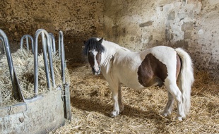 Un poney, mais non émasculé. (illustration)