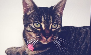 La chatte Nala a été mutilée à Pamiers fin juin. Sa propriétaire a déposé plainte et réclame justice.