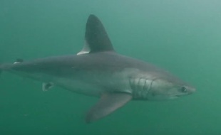 Un requin taupe avait été observé par un plongeur en 2015 dans les eaux bretonnes.
