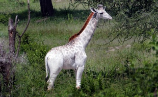 Omo a été immortalisé par le scientifique Derek Lee en Tanzanie.