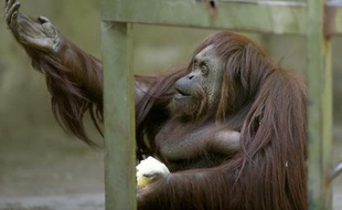 Sandra, une femelle orang-outan de 29 ans, au zoo de Buenos Aires le 22 décembre 2014