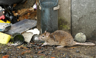 Lille, le 20 mai 2013. Les rats ont envahi un pate de maisons du quartier de Fives.