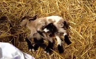 Une chèvre a huit pattes est née dans une ferme croate en mai 2014