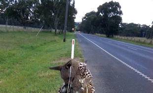 Le kangourou a été retrouvé ligoté sur le bord de la route.