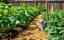 Comment booster vos récoltes estivales au potager avec moins d’eau grâce à ces 3 astuces naturelles