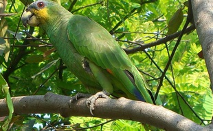 Un perroquet Amazona amazonica.